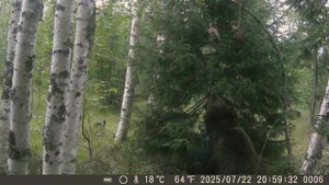 Хозяин ижемских лесов