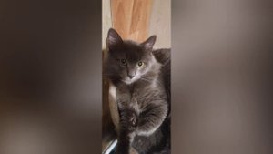 Всемирный день кошек