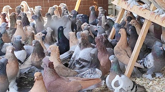 8.08.2025г Такла на продажу+79298223260 Константин смотреть онлайн