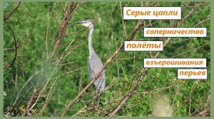 Серые цапли соперничают за лучшие места. Цапли на прудах и над прудами