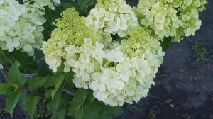 Продолжение дня... ремонт и огород / Сельская жизнь