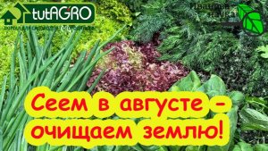 СИДЕРАТ - ЛАКОМСТВО! Вот что можно посеять в августе на свободные участки и выгнать фитофтору.