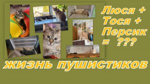 ВЛОГ: ТОЛЬКО ПУШИСТЫЕ ЛЕТНИЕ ДЕНЬКИ...