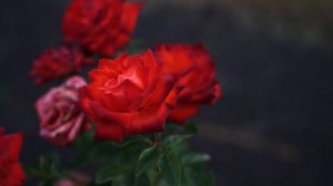 Любовь к розам и дело жизни. Сергей Кононученко о невероятной преданности профессии