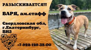 Пропала собака! ВАРЯ, ам.стафф. Свердловская обл., г.Екатеринбург.