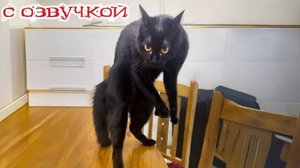 Приколы с котами! С ОЗВУЧКОЙ! СМЕШНЫЕ КОТЫ и собаки! САМЫЕ СМЕШНЫЕ ЖИВОТНЫЕ!