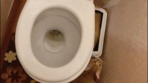 Смешно как котик проверяет после себя