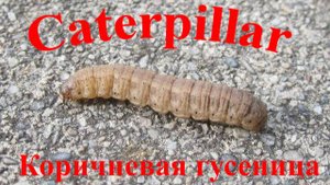 Коричневая гусеница Caterpillar: Удивительный мир насекомых