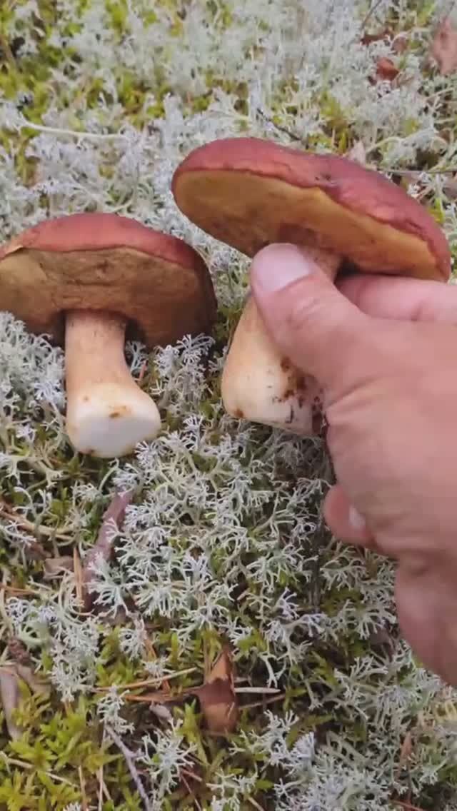 грибы как в Карелии, разнообразие грибов, боровик соснолюбивый. ЗА ГРИБАМИ смотреть онлайн