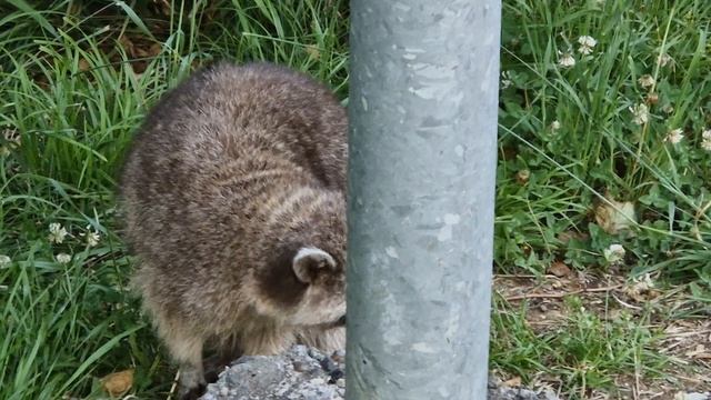 енотик и котик смотреть онлайн