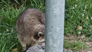 енотик и котик