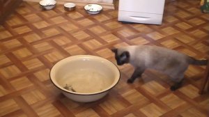 Кот рыболов