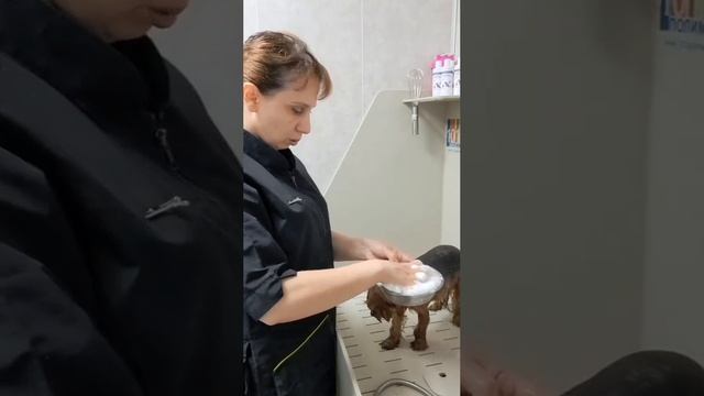 Тест на шампунь от Смирновой Олеси Oliry Groom
