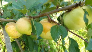 Сорт яблока Новое сладкое, для любителей сладких яблок.