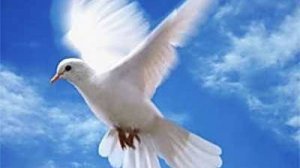 Белым голубем из рая