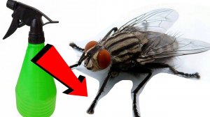 Как избавиться от мух за 3 Секунды.!.!!!.!.!!!.!.