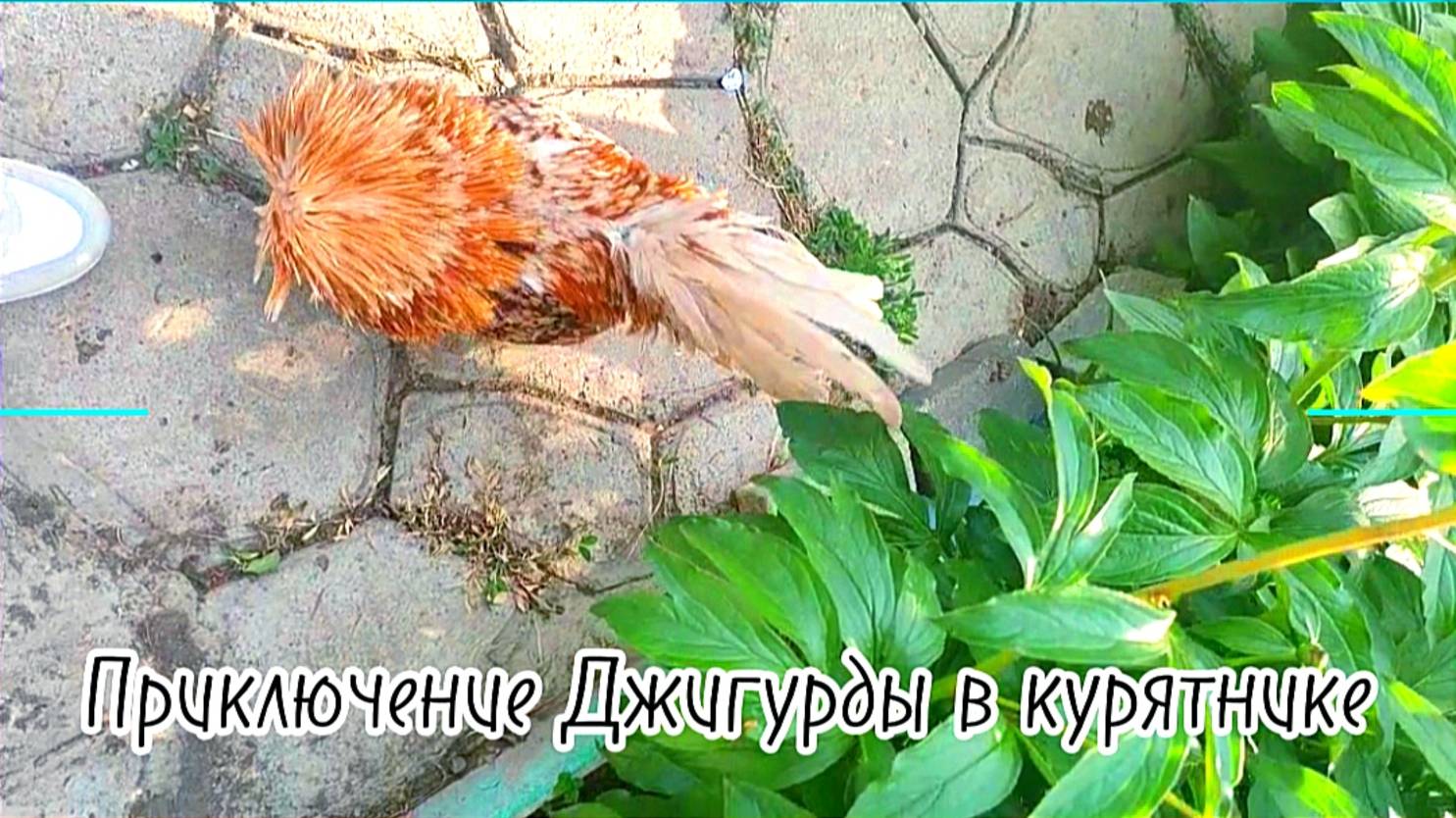 Приключение Джигурды с курятника