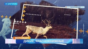 Новости Камчатки за 08 августа 2025 года