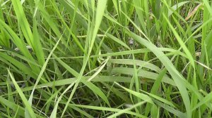 Богомол в Сибири.