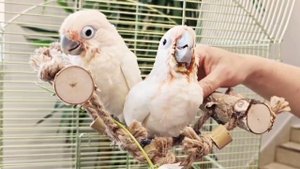 Какаду Гоффина. Птенцы