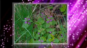 92)50 КАДРОВ.Лебедянь 2025.vovich video