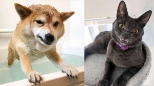 СМЕШНЫЕ ВИДЕОПРИКОЛЫ |Смешные моменты с животными |Я РЖАЛ ДО СЛЕЗ|ПОДБОРКА ПРИКОЛОВ