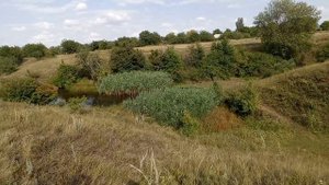 Летние пейзажи посёлка Никитовка