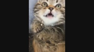 Смешные Коты #45