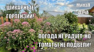 Гортензии, урожай томатов и стройка — отличный результат! Дачный влог 26 - 27 июля
