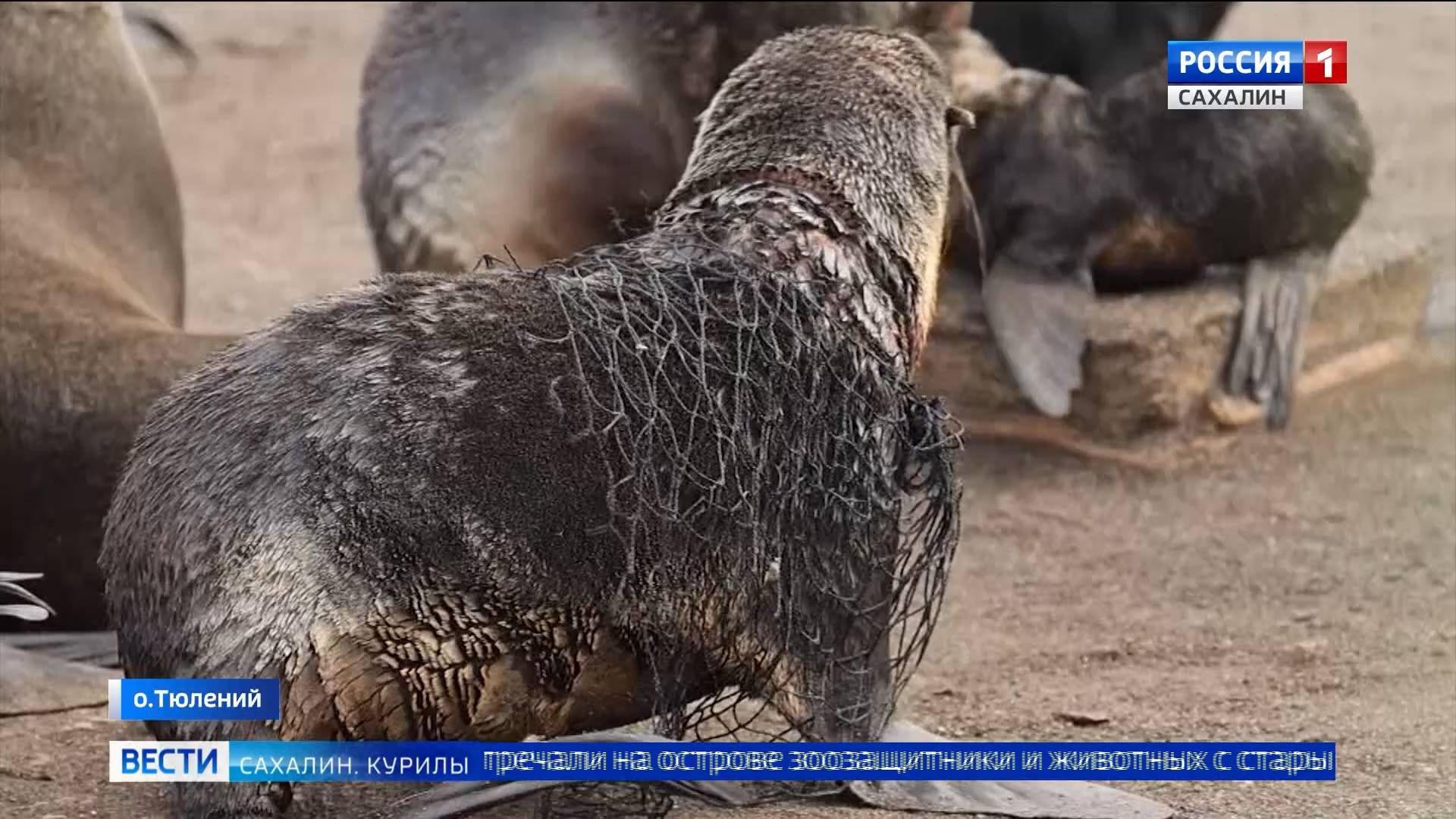 "Вести. Сахалин. Курилы". 7 августа 2025 года смотреть онлайн