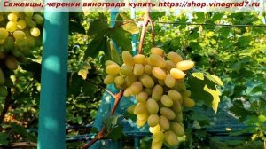 Виноград 3.08.2025 г. Преображение, лучшая форма Крайнова В.Н. Плодоносит, окрашивается.