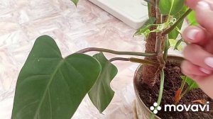 8 августа пересаживала комнатные цветы