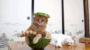 ПРИКОЛЫ С ЖИВОТНЫМИ ДО СЛЕЗ #124 Смешные КОТЫ И СОБАКИ Приколы