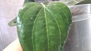 Хойи, обзор + полив 1 часть