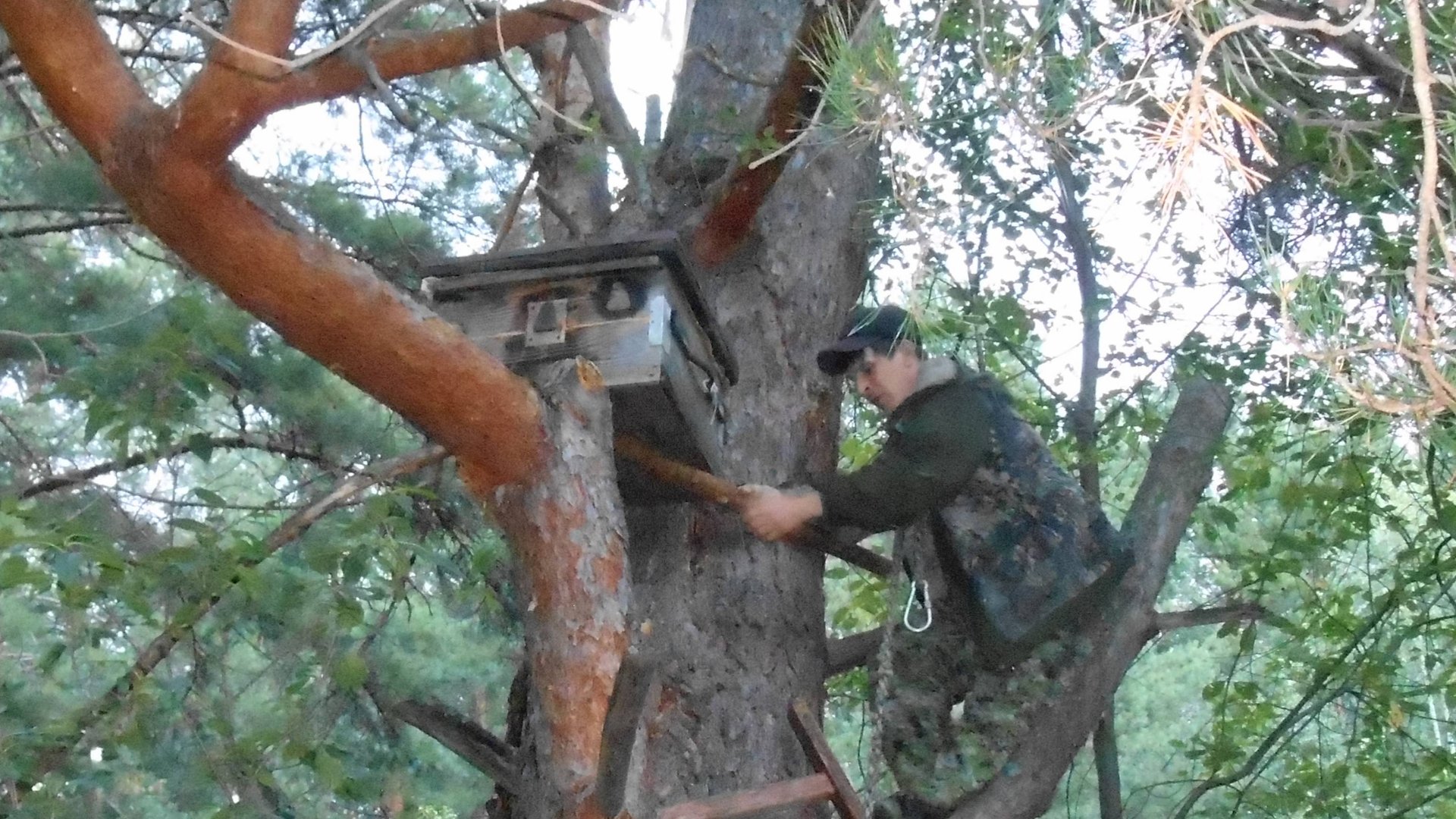 Забираю ловушку для пчёл из леса смотреть онлайн