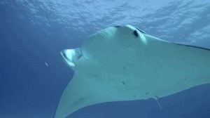 фон моря   вдох выдох