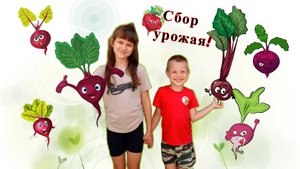 Играем в игру у кого больше свёкла?! Собираем урожай свеклы 2025