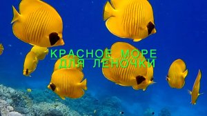 Красное море для Леночки.