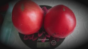 Сок из помидор