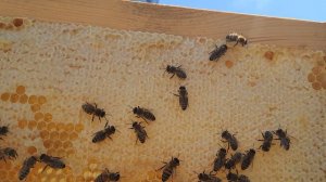 Мамки нет и это печально !