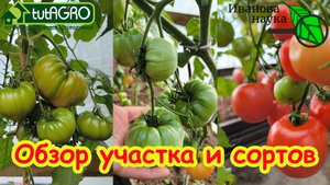 ОБЗОР ОГОРОДА и СОРТОВ. Август 2025 г.