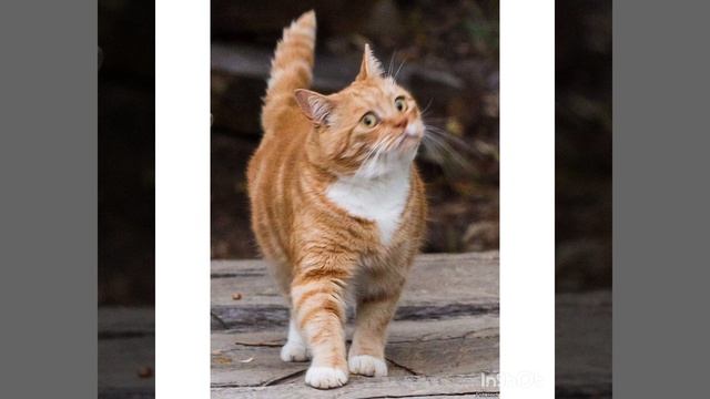 Кот на даче. Сказка для детей. смотреть онлайн