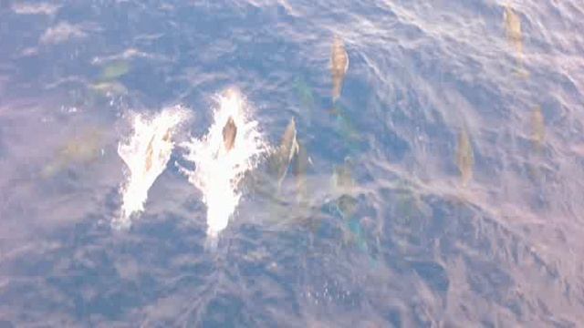 dolphins