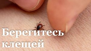 В ЛНР зарегистрировано более 1600 случаев укусов клещей