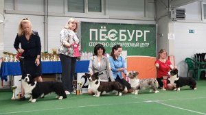 15.06.2025, СПб. Клуб"Лэсси" (РКФ, РФЛС). ФЕСТИВАЛЬ БРИТАНСКИХ ПАСТУШЬИХ ПОРОД. ВЕЛЬШ КОРГИ КАРДИГАН