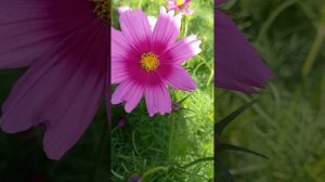 Космея - просто Космос