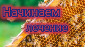 Начинаем лечение 🐝