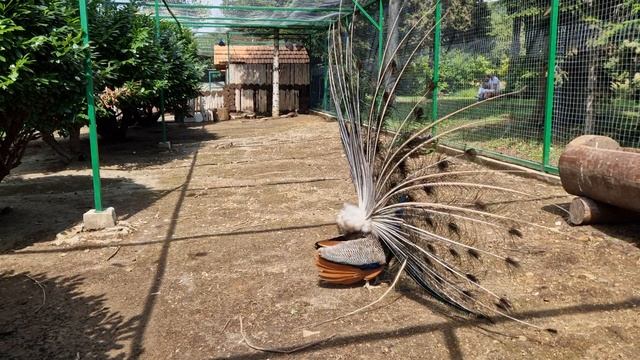 павлин в клетке смотреть онлайн