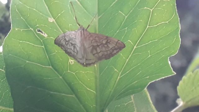 Огнёвка-травянка (Evergestis pallidata)