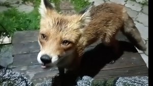 (1085) Лиса приходит в гости. Август 2025